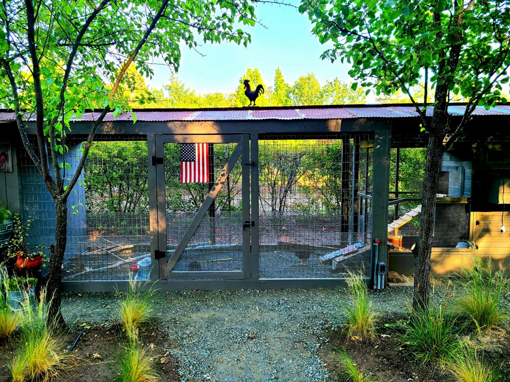 Chickens on the farm at Blossom Creek Outpost